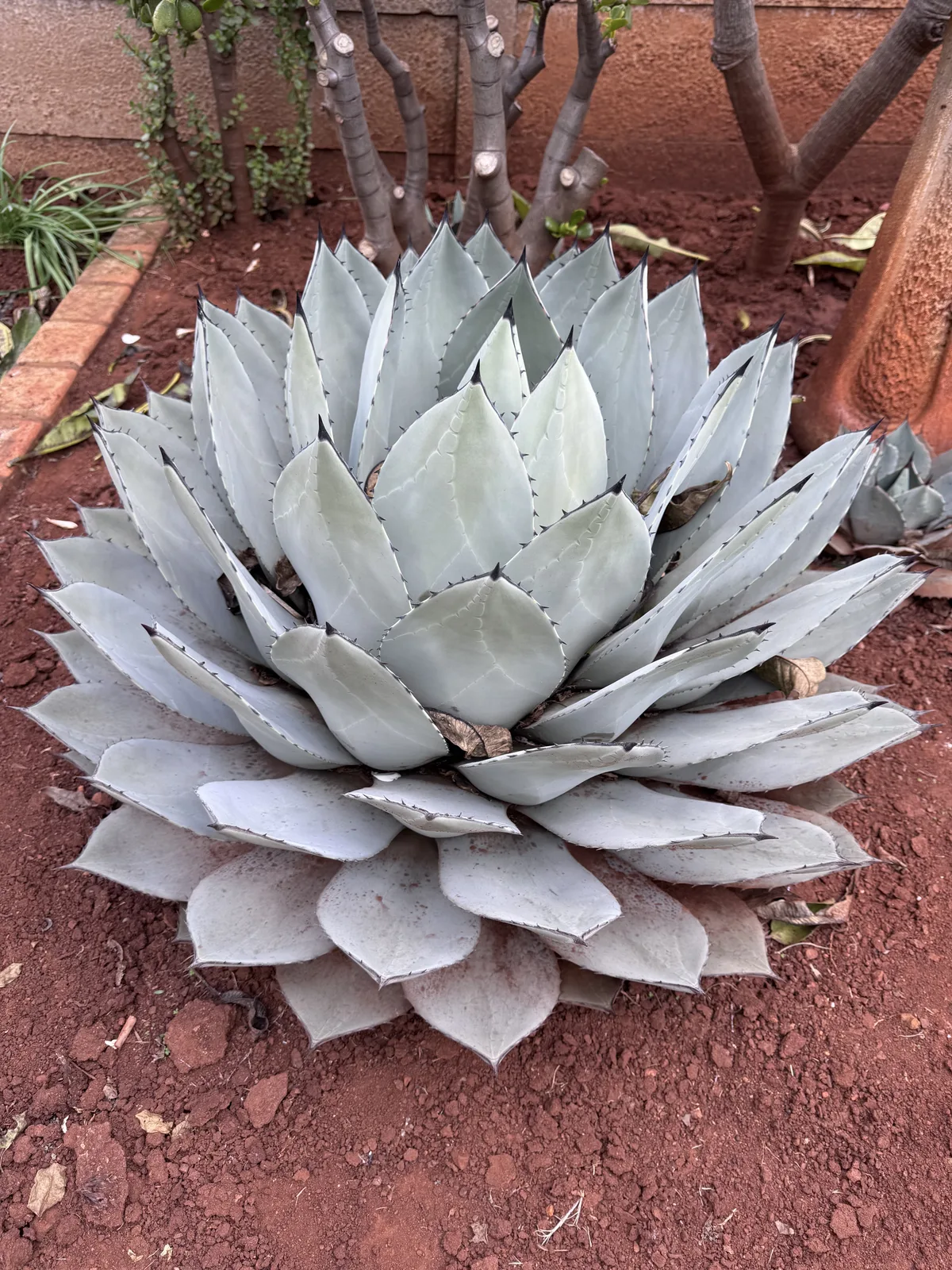 Artichoke Agave