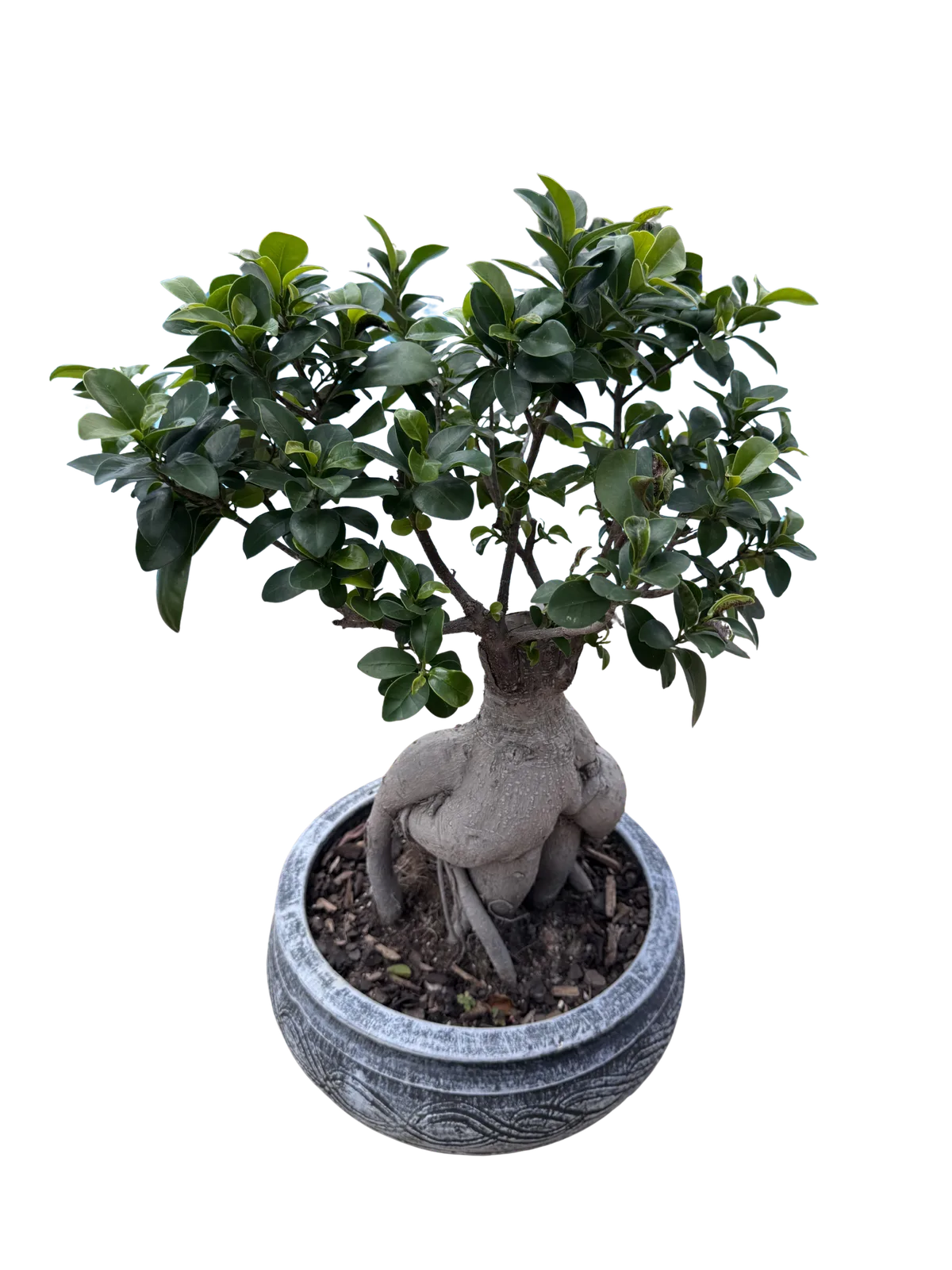 Ginseng Ficus